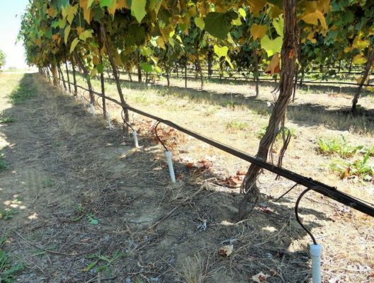 Система полива виноградных лоз