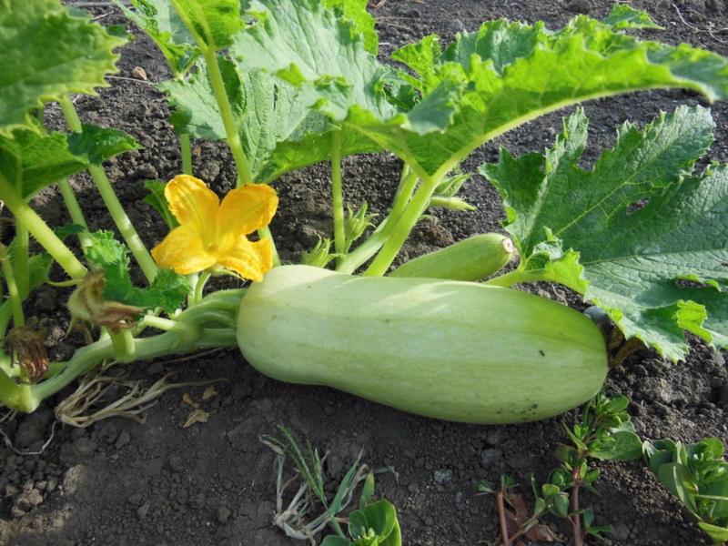 Выращиваем кабачки рассадой: как посадить семена и высадка рассады кабачков в открытый грунт