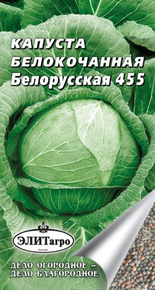 Капуста Белорусская Описание Сорта Фото Отзывы