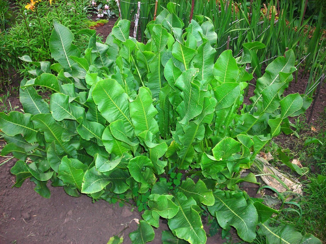 Как выглядит хрен. Хрен Катран листья. Катран растение. Хрен огородный. Armoracia macrocarpa.