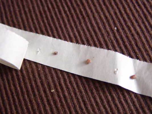 Наклейка семян редиса на бумажную ленту