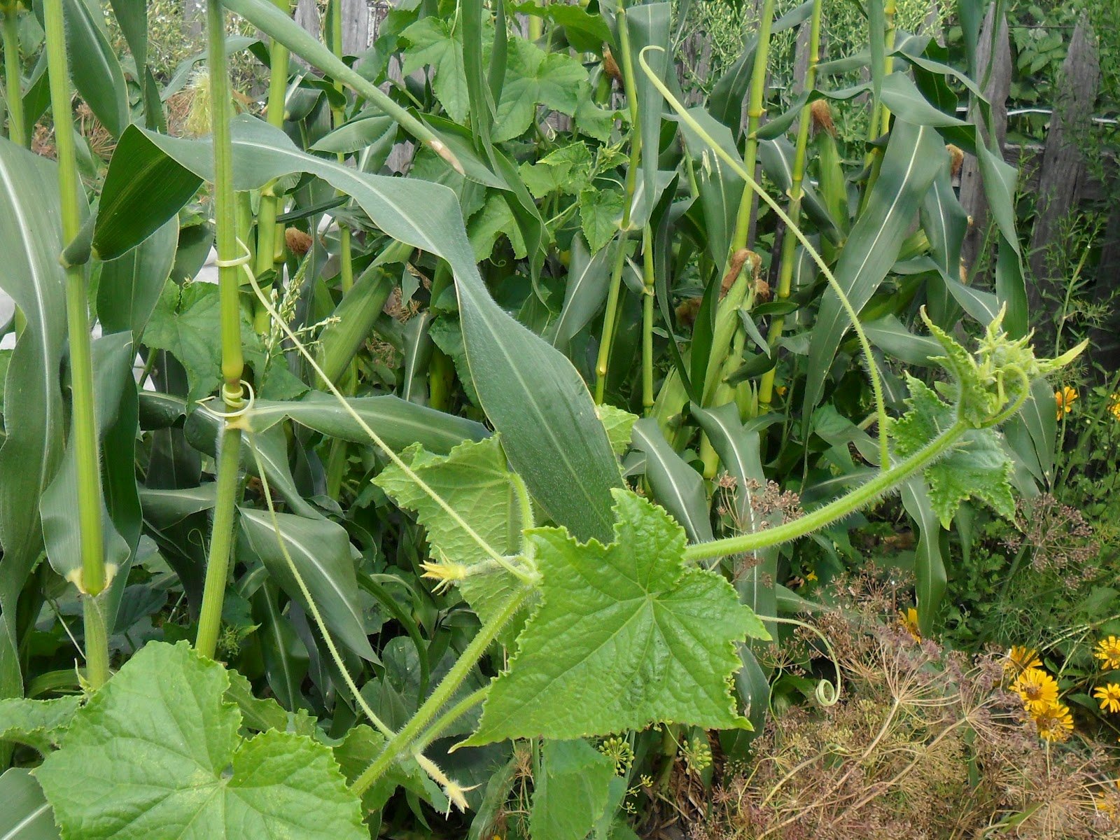 Как посадить кукурузу с огурцами вместе фото