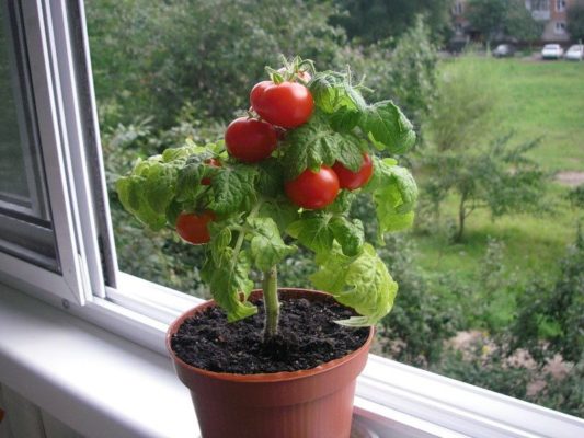 Выращивание томатов в домашних условиях