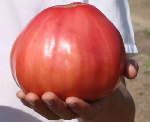 Плод томата сорта Бычье сердце