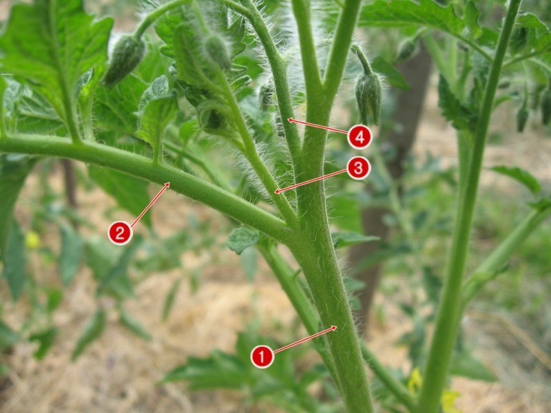 Пасынкование помидор: когда и как правильно пасынковать томаты в открытомгрунте