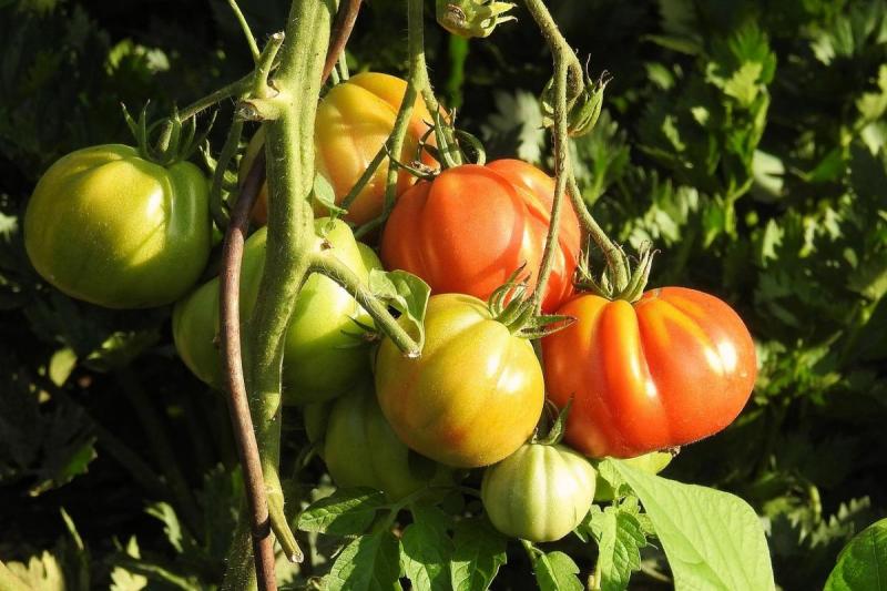 Пасынкование помидор в теплице - пошагово для начинающих (видео)