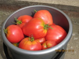 Сбор урожая томатов Мазарини