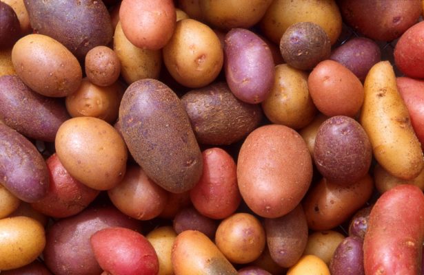 Картофель разных сортов