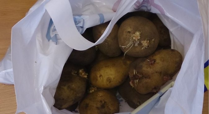 Проращивание картофеля в пакете
