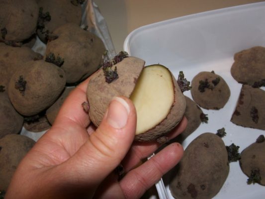 Деление клубней картофеля
