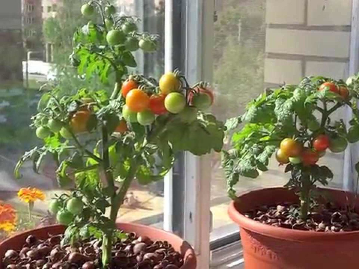 помидор балконный