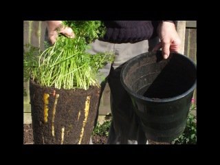 Выращивание моркови в ведре