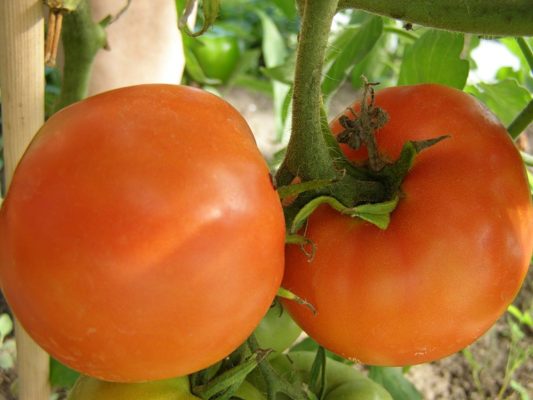 Плоды томата Хурма