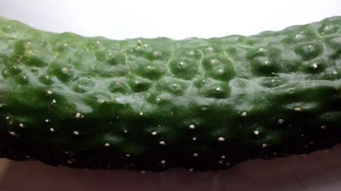 Пупырышки и шипы на поверхности китайского огурца
