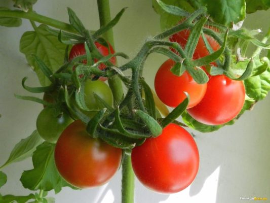 Плоды томата Балконное чудо