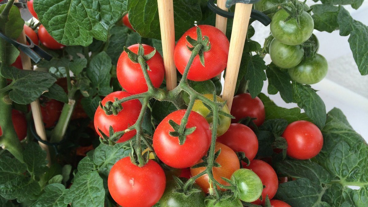Стелющиеся томаты: особенности выращивания и уход за помидорами на открытом грунте и в теплице
