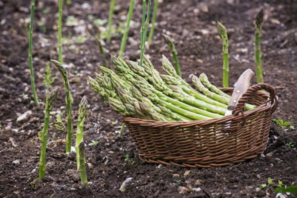 Выращивание деликатесной спаржи на собственной грядке: секреты успешного урожая