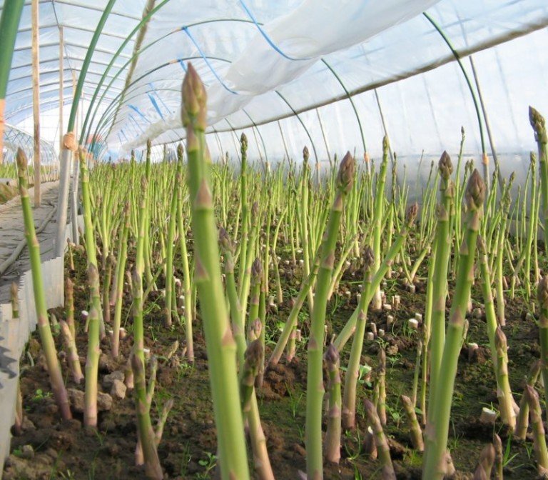 выращивание спаржи из семян в открытом грунте в подмосковье