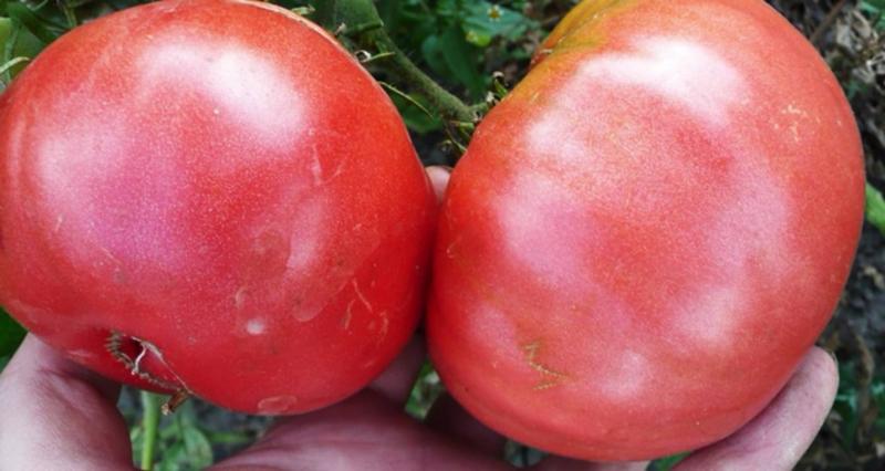 Томат Розовый Гигант характеристика и описание сорта урожайность рекомендации по выращиванию