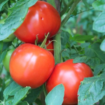 Плоды томата Бобкат