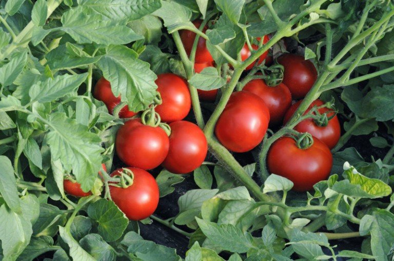 Поради по вирощуванню помідорів сорту Катя