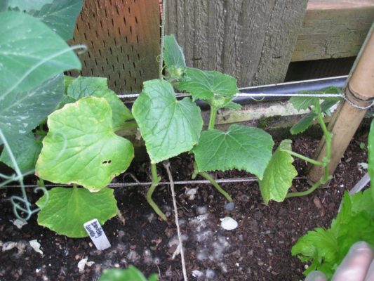 Как выращивать огурцы в открытом грунте подвязывать или нет?