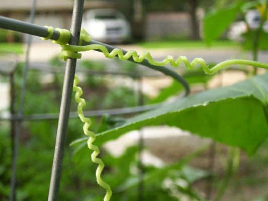 Как выращивать огурцы в открытом грунте подвязывать или нет?