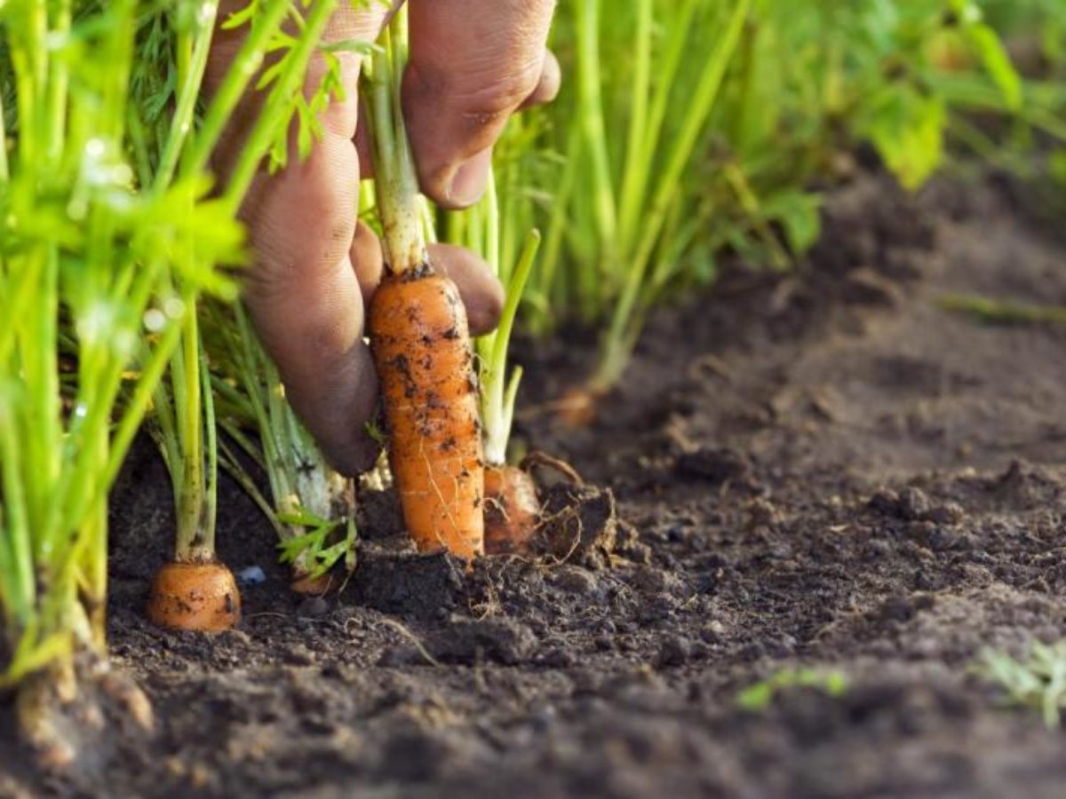 Как посадить морковь семенами в открытом грунте, чтобы не прореживать +видео