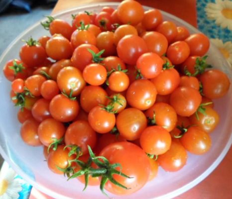 Урожай томатов Пиноккио