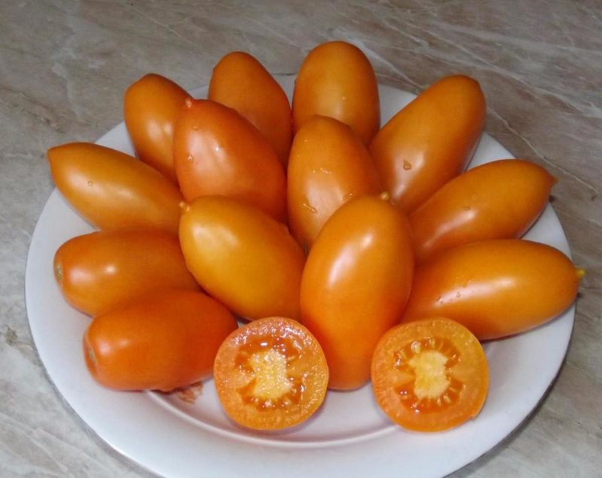 томат золотые яйца фото