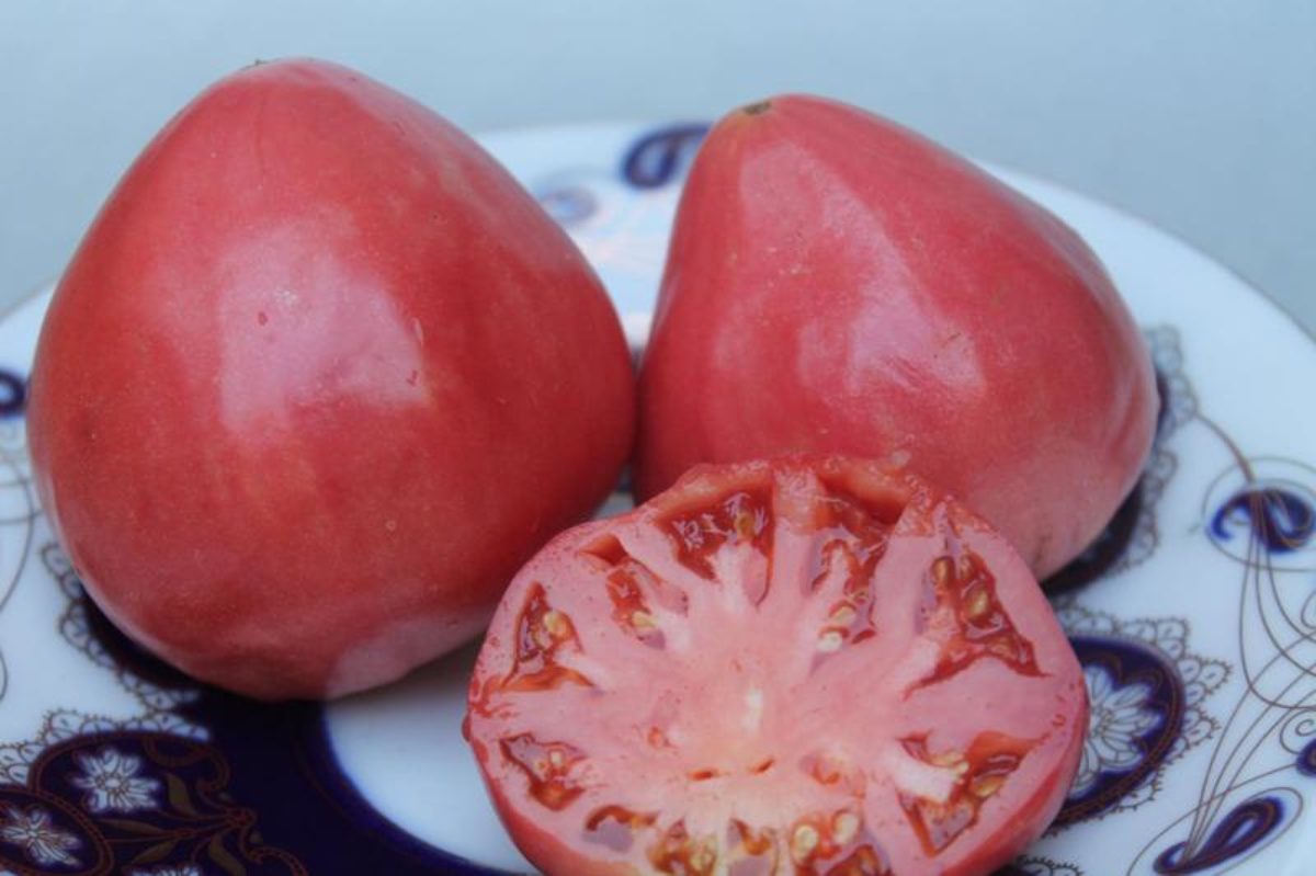 Сорт томата бычье сердце розовое