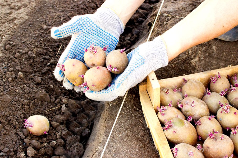 Как правильно прорастить картофель для посадки. Посадка картофеля. Посадка картошки. Посев картошки. Сажание картошки.