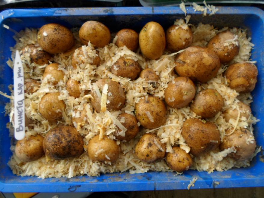 Когда доставать картошку на проращивание для посадки. Картофель в опилках. Влажное проращивание картофеля. Выращиваем картофель в опилках. Рассада картофеля в опилках.