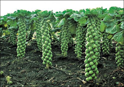 Подходящее место для выращивания брюссельской капусты