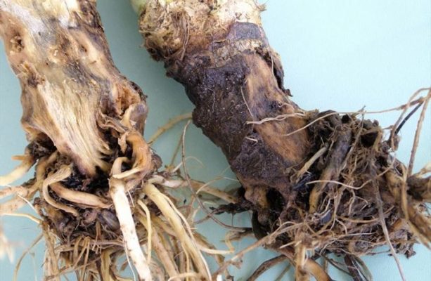 Поражённые фузариозом корни капусты