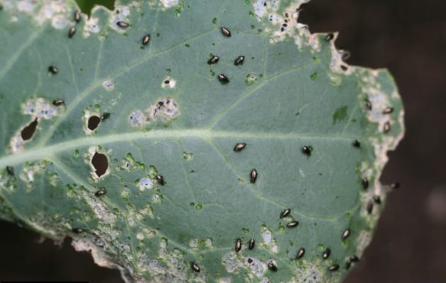 Повреждённый крестоцветной блошкой капустный лист