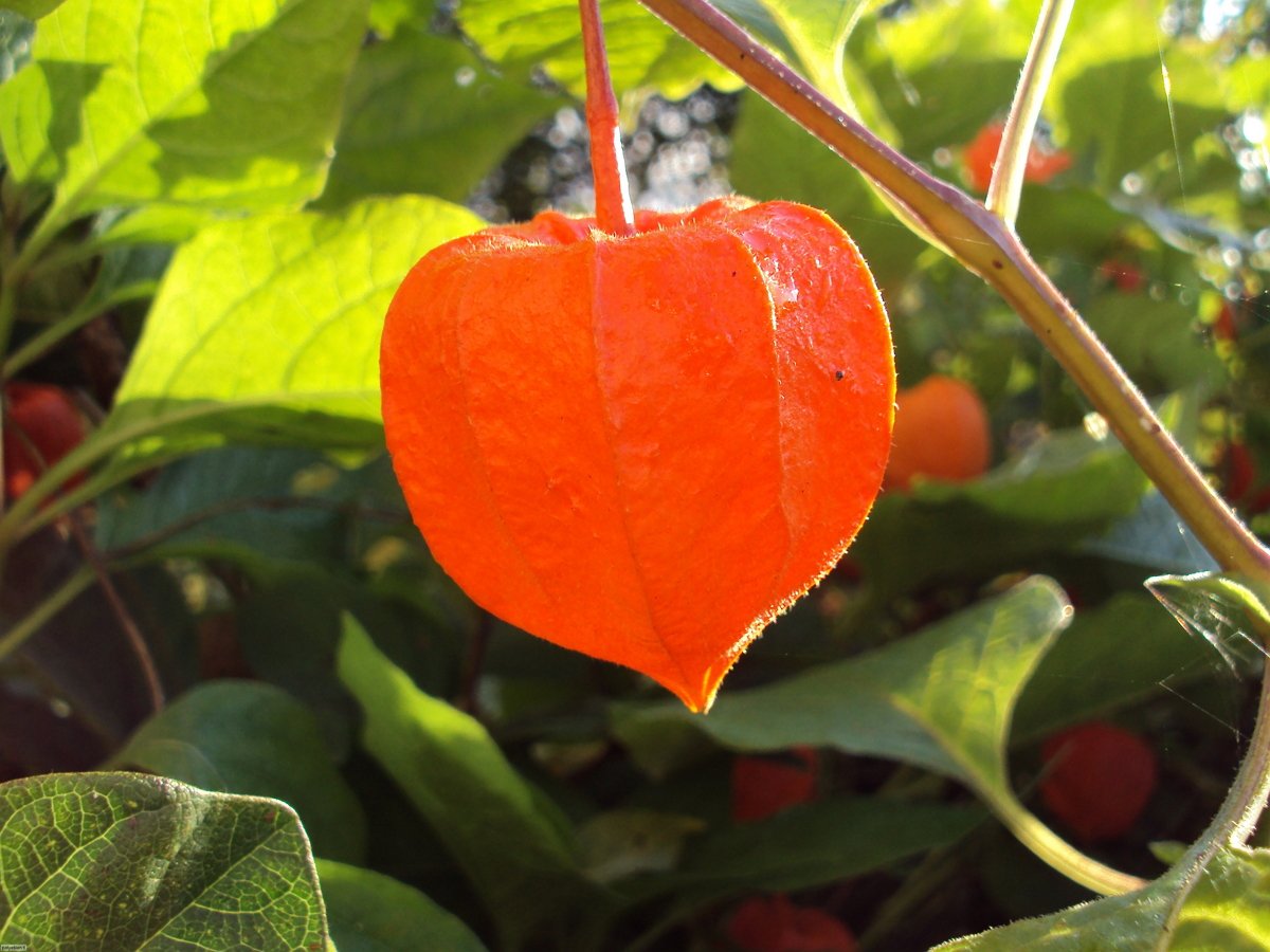 Украшение участка – чудо-ягода физалис: как выращивать и использовать