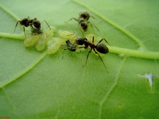 Тля и муравьи