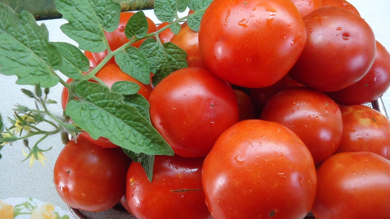 помидоры санька характеристики