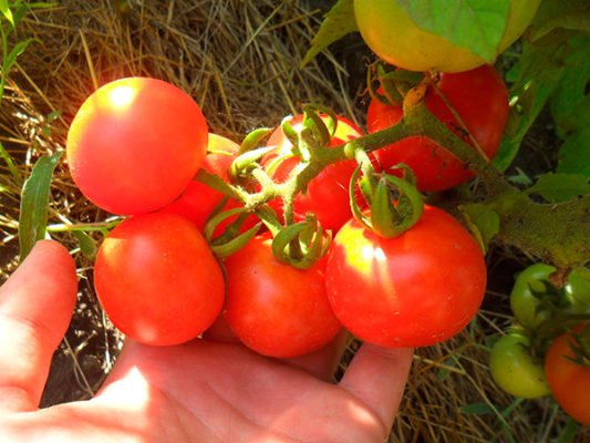 Плоды томата сорта Санька