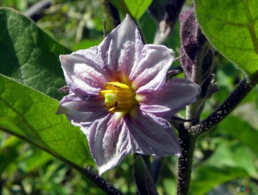 Цветок баклажана