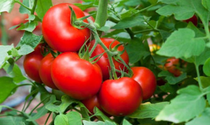 Томат сорта Дубрава