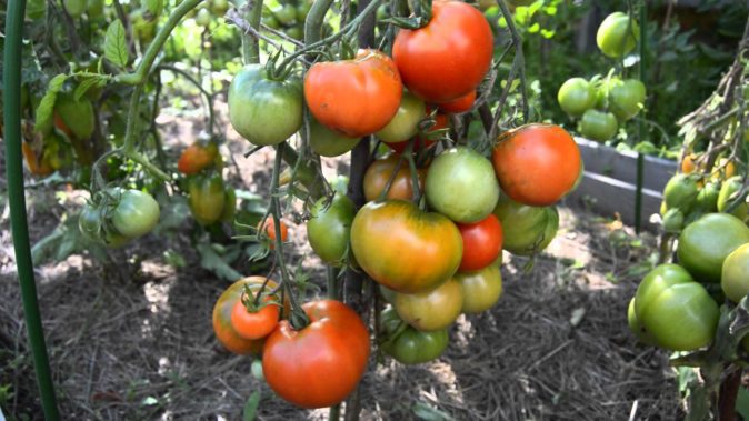 Плоды томата Дубрава