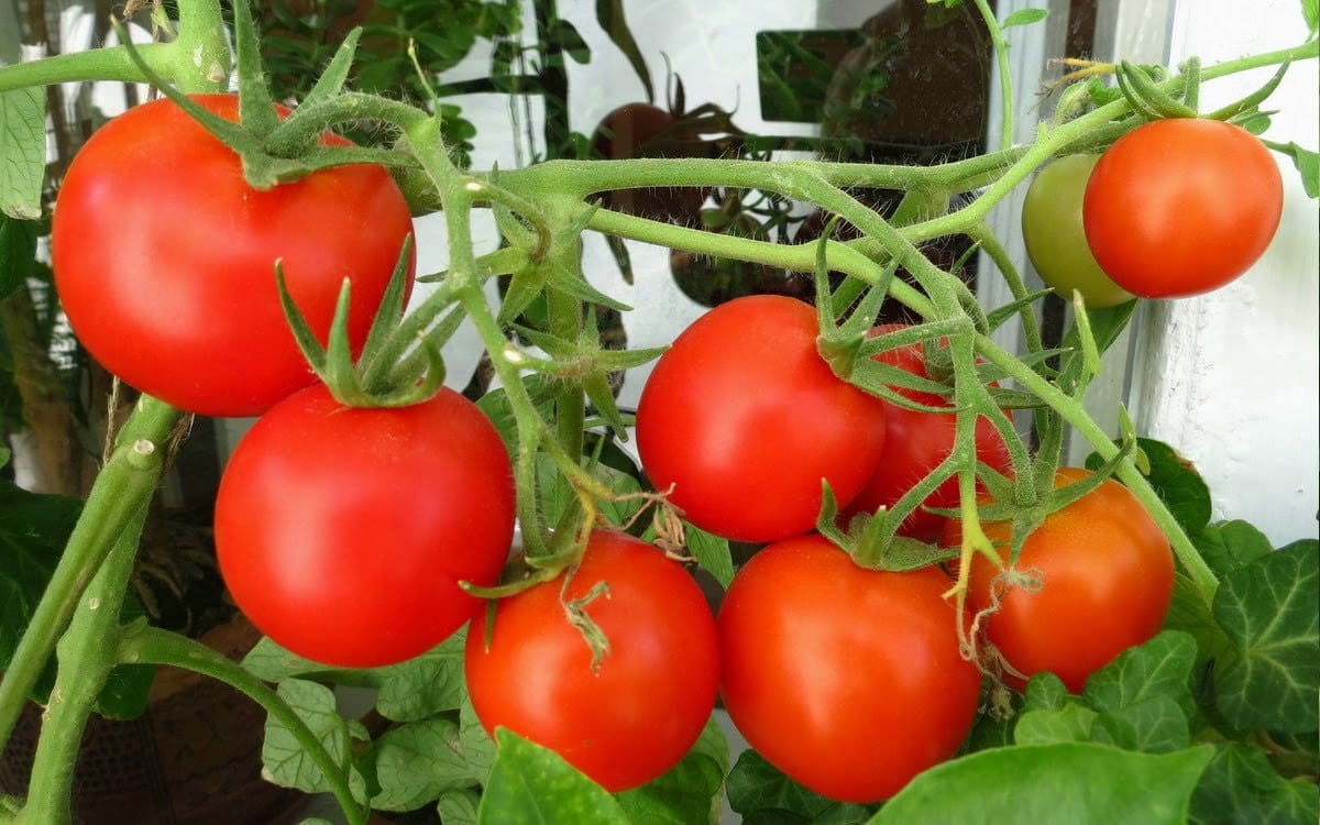 Томат Белый налив: описание и характеристика сорта, особенности выращиванияи посадки помидоров, отзывы, фото