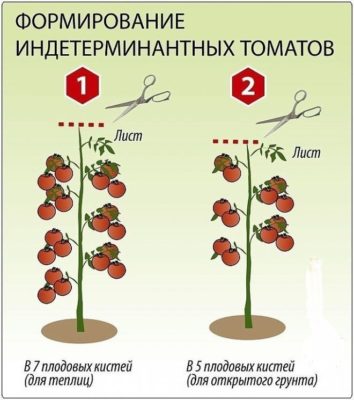 Формирование индертерминантных томатов