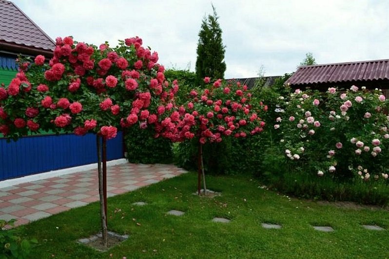 Розы на штамбе в саду фото