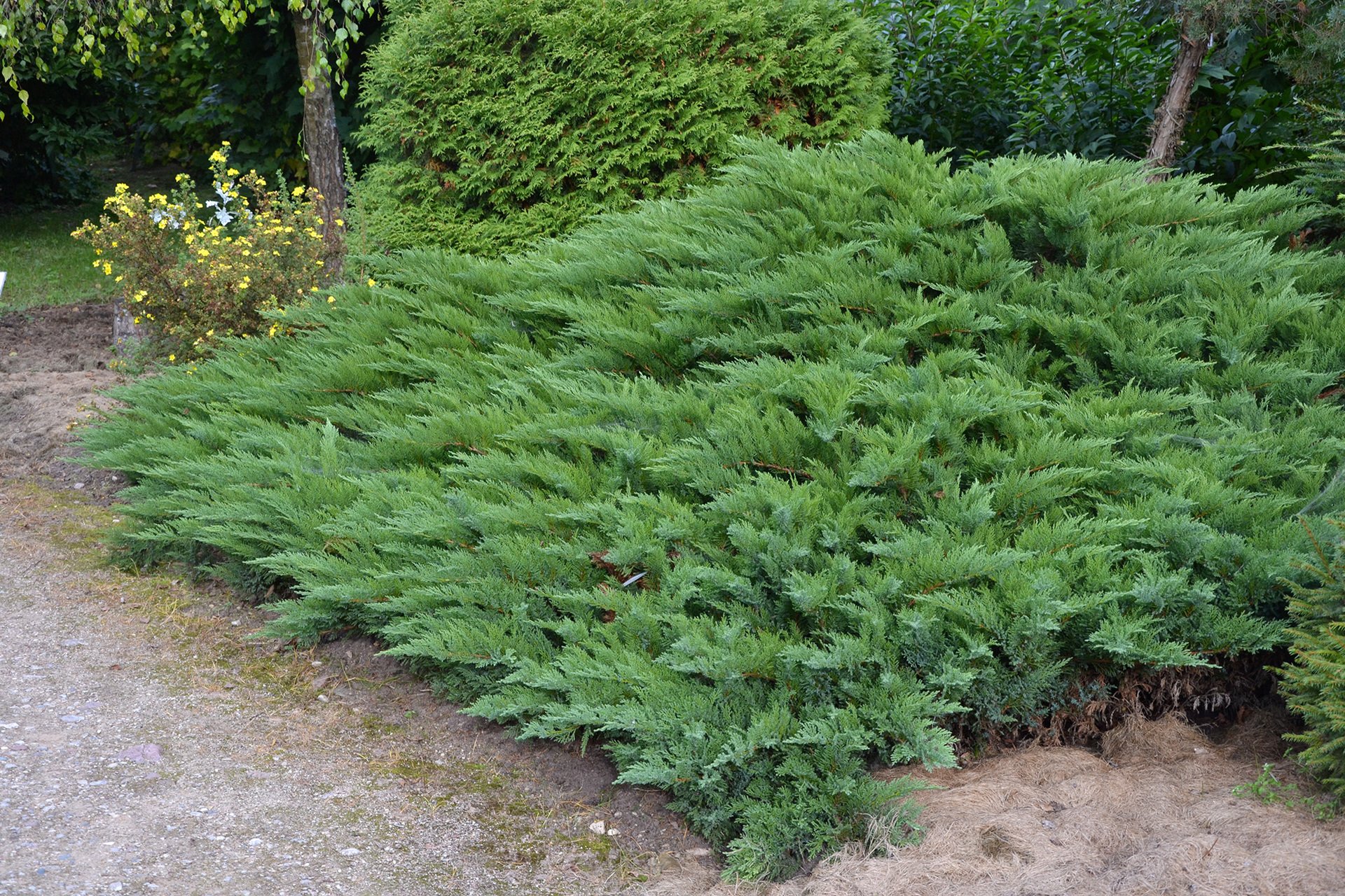 Стелющиеся хвойные. Можжевельник казацкий Тамарисцифолия. Можжевельник казацкий тама. Можжевельник казацкий (Juniperus Sabina). Можжевельник казацкий Juniperus Sabina “Tamariscifolia”.