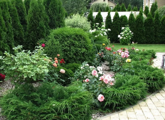 Тис ягодный (фото) - выращивание, посадка и уход - Сайт о саде, даче и комнатных растениях