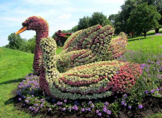 Колеус в цветочных топиарных скульптурах