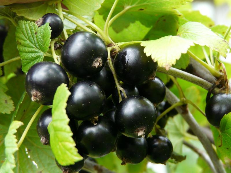 Лучшие сорта черной сладкой смородины с крупными ягодами для Подмосковья